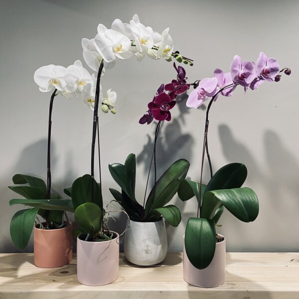 Potted Orchid